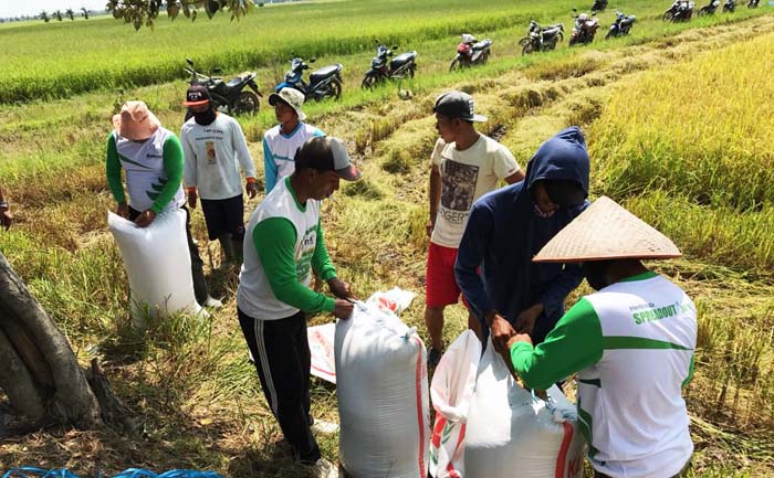 Harga Gabah Anjlok, Jerit Serentak Petani Desak Bulog Beli Sekarang